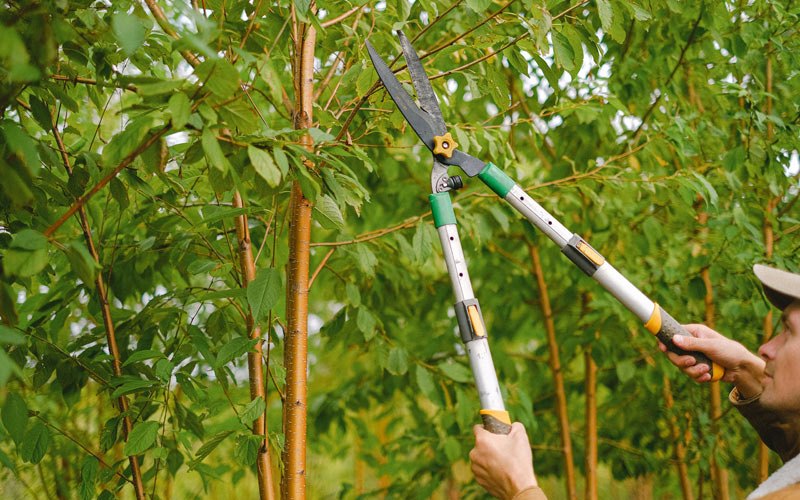 Tree trimming in Doniphan, MO